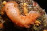 Gro�e Tritonia