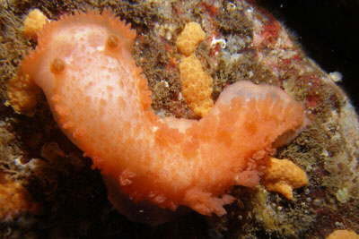 Gro�e Tritonia