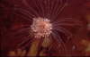 Ungeteilter R�hrenpolyp