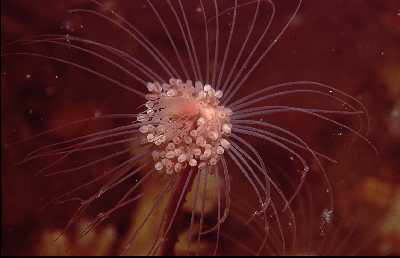 Ungeteilter R�hrenpolyp