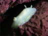 Glatte Prachtsternschnecke 