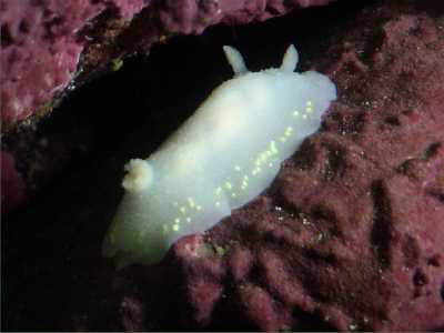 Glatte Prachtsternschnecke 
