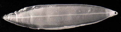 Europ�ischer Flussaal, Larve