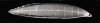 Europ�ischer Flussaal, Larve