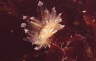 Blasige Ballon-Fadenschnecke 