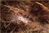 Wei�e Griffelschnecke