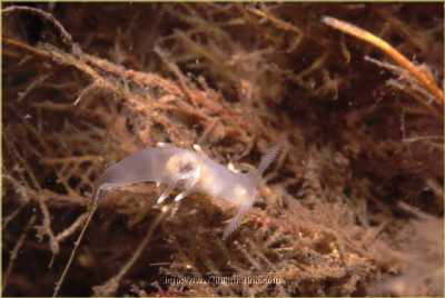 Wei�e Griffelschnecke