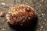 Braungefleckte Sternschnecke