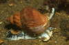 Wellhornschnecke