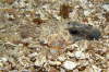 Gestreifter Leierfisch, m�nnlich