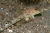 Gestreifter Leierfisch, m�nnlich