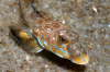 Gestreifter Leierfisch, m�nnlich