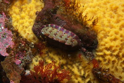 Callochiton septemvalvis