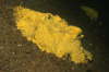 Gelber Bohrschwamm