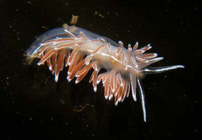 Coryphella lineata