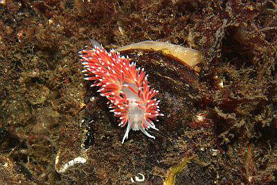 Rotr�ckige Fadenschnecke