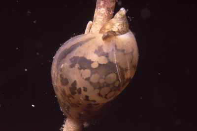 Eif�rmige Schlammschnecke