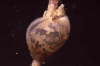 Eif�rmige Schlammschnecke