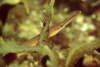 Gro�e Schlangennadel