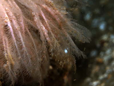 Federpolyp