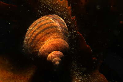 Kleine Strandschnecke