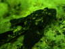 Vierh�rniger Seeskorpion