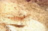 S�gegarnele