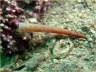 Krummer K�cherwurm