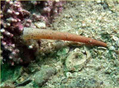 Krummer K�cherwurm