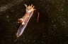 Gestreifte H�rnchenschnecke