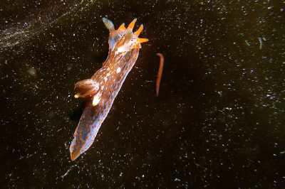 Gestreifte H�rnchenschnecke
