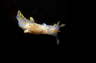 Gestreifte H�rnchenschnecke