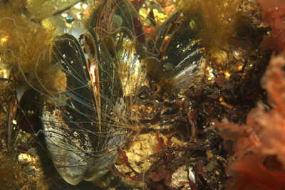 Vielf�diger Borstenwurm