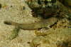 Sandgrundel, m�nnlich