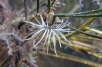 Seegrasrose