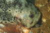 Seehase, m�nnlich mit Gelege