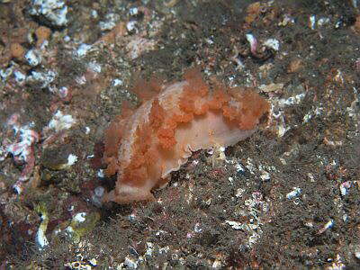 Gro�e Tritonia