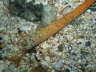 Vielf�diger Borstenwurm