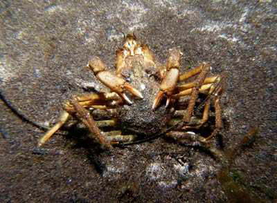 Nordische Seespinne; Paarung