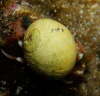 Stumpfe Strandschnecke