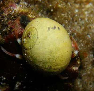 Stumpfe Strandschnecke