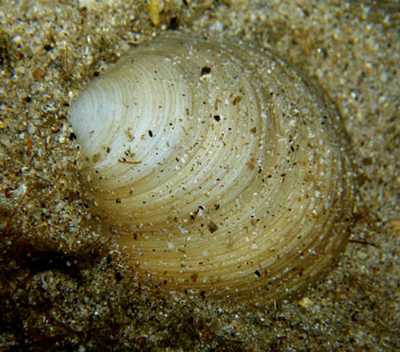 dosinia_k dosinia_k