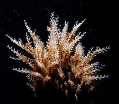 obelia_k obelia_k